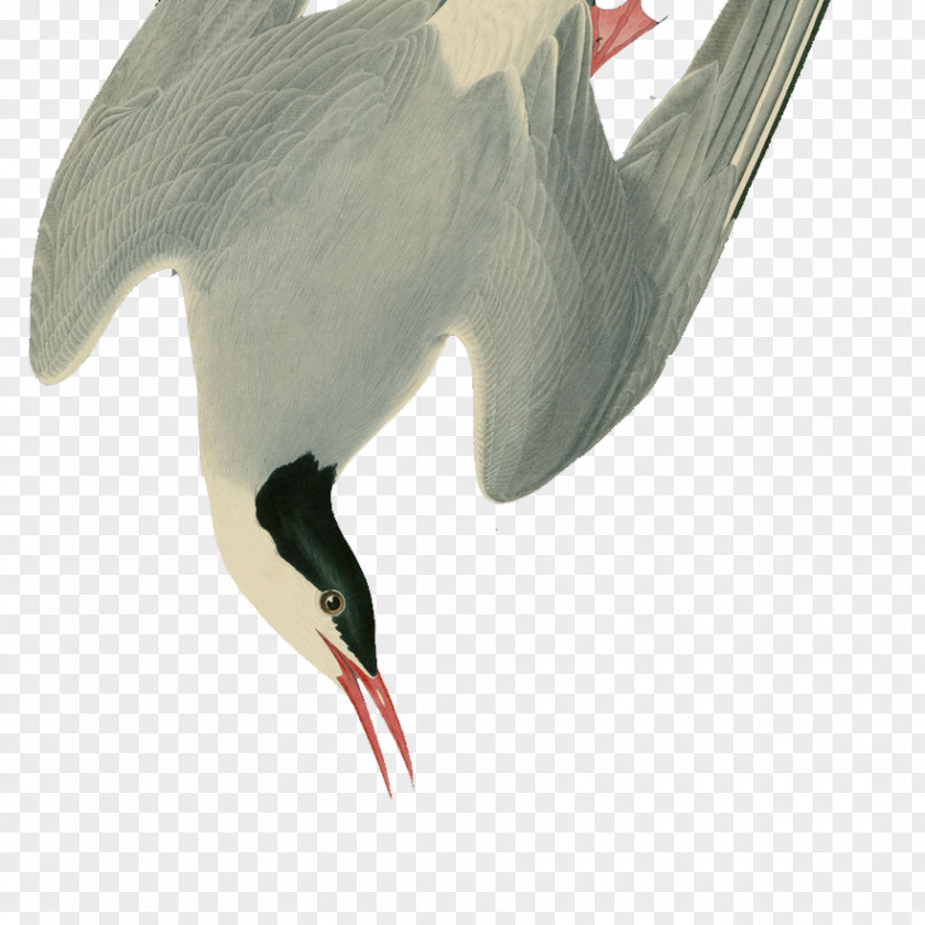 Falling Feathers Water Bird White Stork Beak PNG