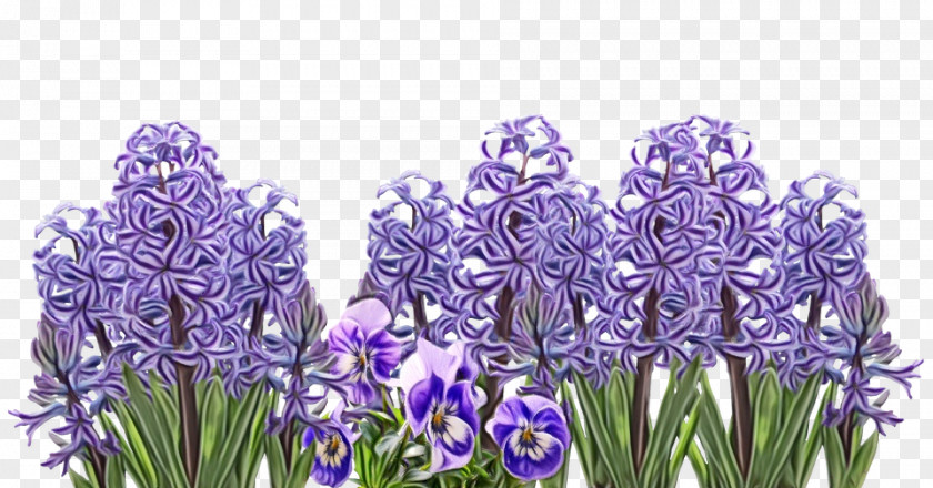 Grass Iris Family Lavender PNG