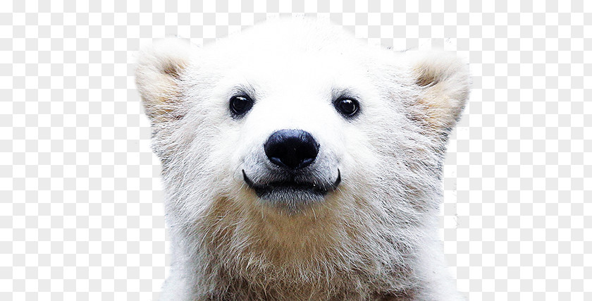 Polar Bear Desktop Wallpaper Theme PNG