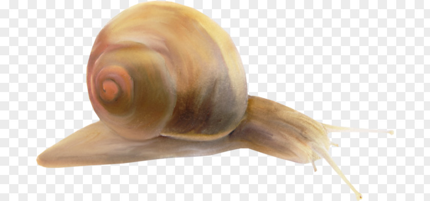 Snail Pond Snails Clip Art Sea Slug PNG