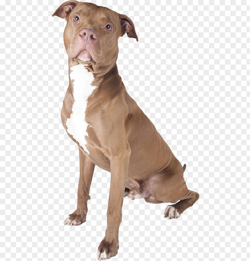 Bull Dog American Pit Terrier Staffordshire PNG