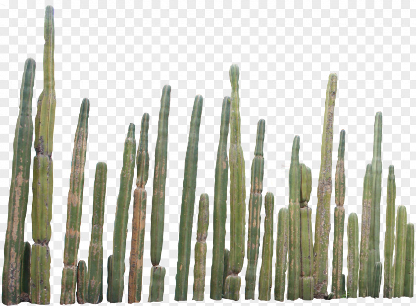 Cactus 3 Cactaceae Clip Art PNG