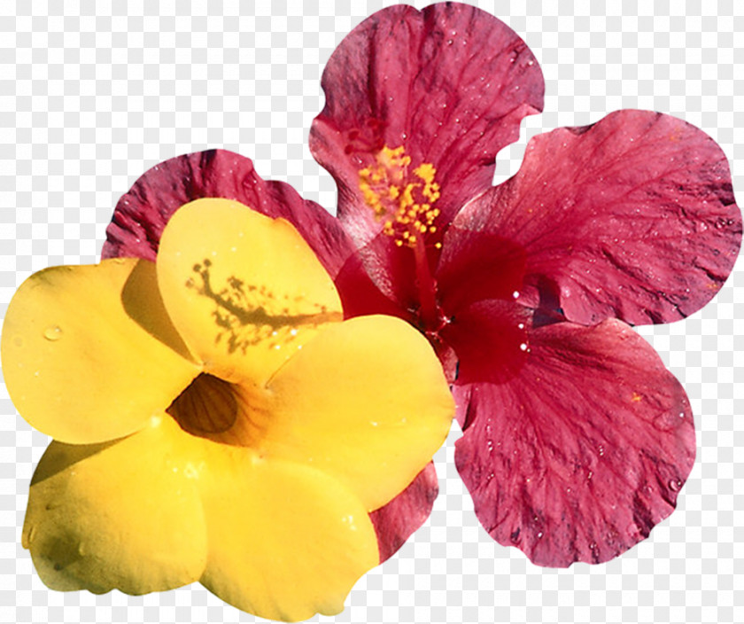 Hibiscus Flowers Sticker Digital Printing Major Depressive Disorder Disease Mental PNG