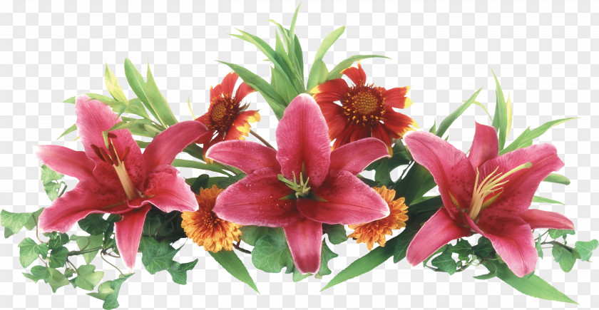 Lily Lilium Flower Clip Art PNG