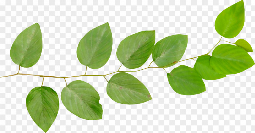 Mint Leaf Branch Tree Clip Art PNG