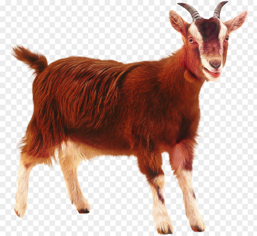 Toggenburg Goat Sheep Stock Photography Illustration PNG