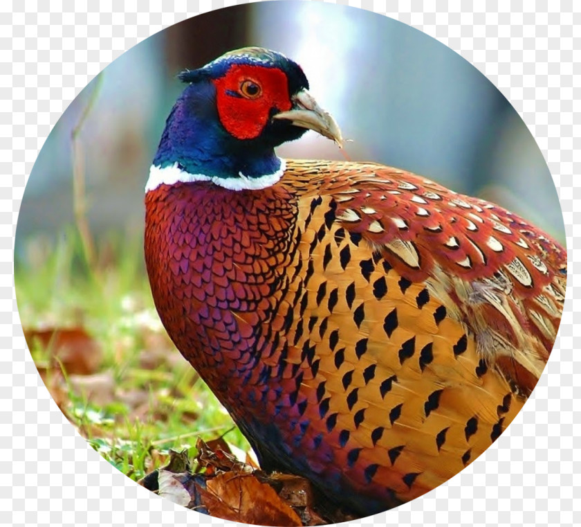 Bird Ring-necked Pheasant Old English Fowl Hunting PNG