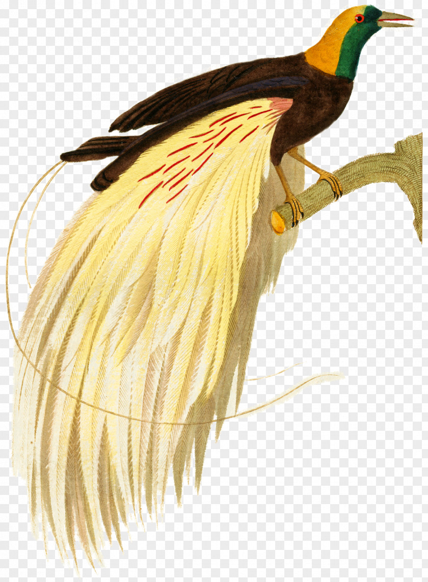 Cockatoo Bird Of Prey Beak Galliformes Water PNG
