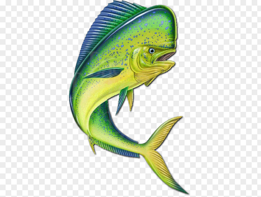 Mahi-mahi Fishing Clip Art PNG