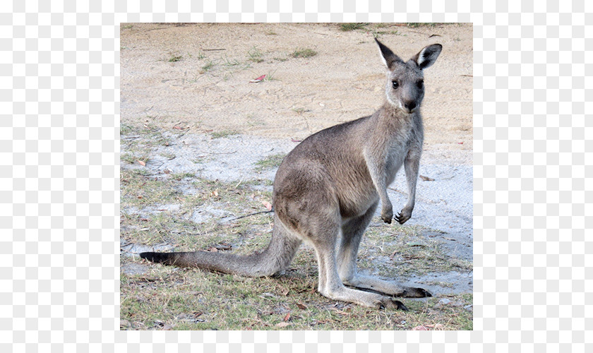 Kangaroo Wallaby Reserve Cheetah Australidelphia Mammal PNG