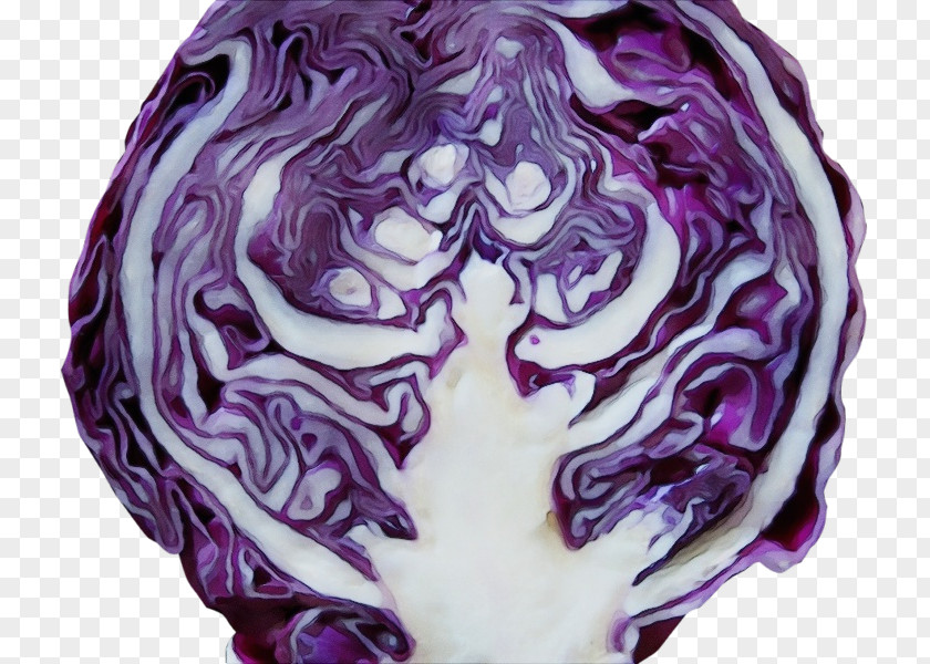 Plant Leaf Vegetable Red Cabbage Purple Violet PNG