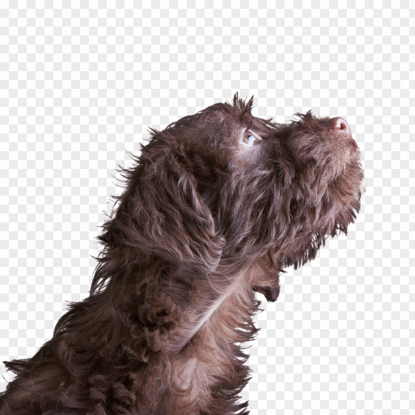 Puppy Schnoodle Miniature Schnauzer Wirehaired Pointing Griffon Spanish Water Dog Breed PNG