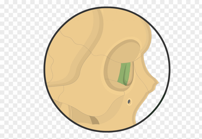 Skull Lacrimal Bone Anatomy Facial Skeleton Vomer PNG