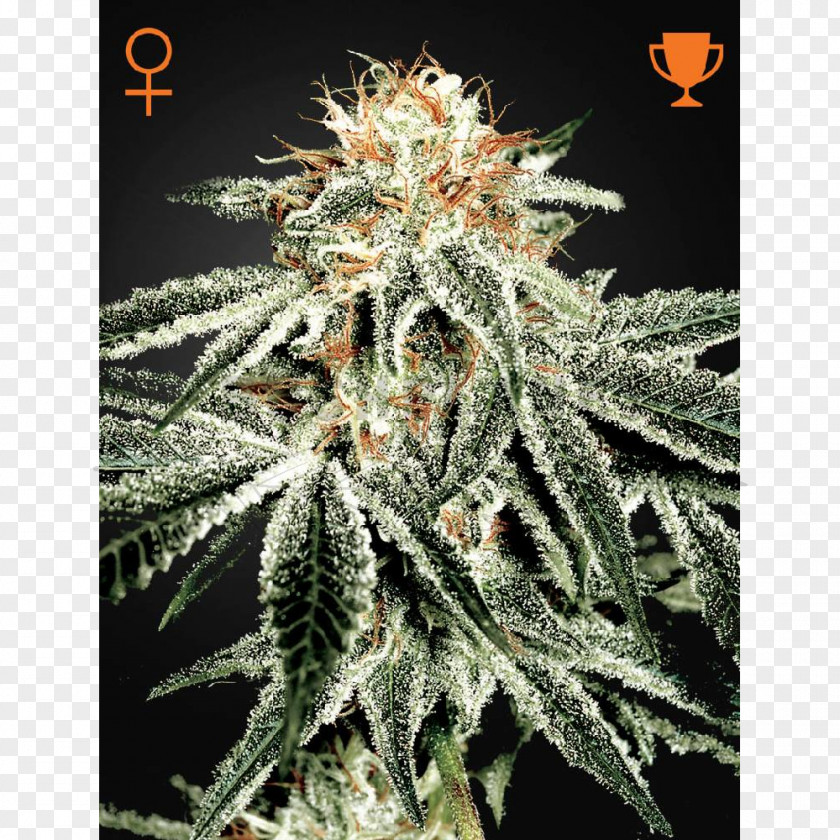 Skunk White Widow Marijuana Seed Company Shark PNG