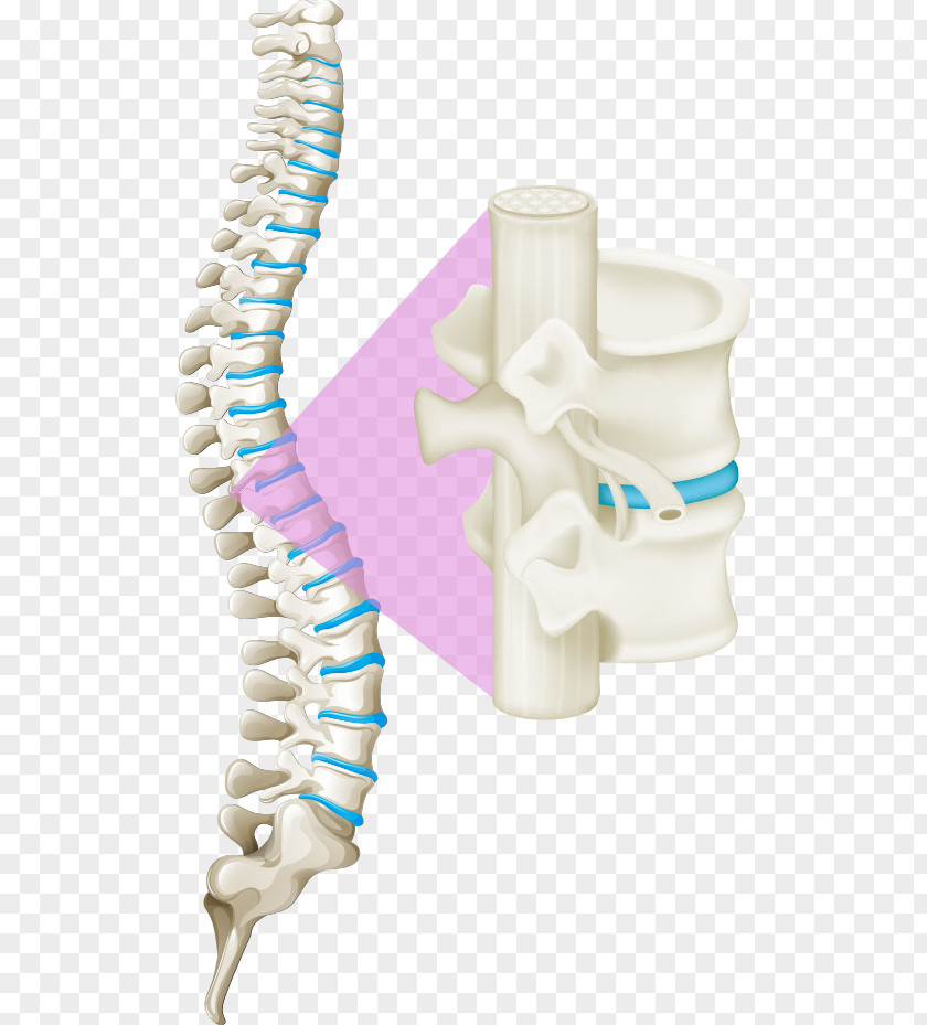 Vector White Bones Of The Spine Back Pain Vertebral Column Human Spinal Cord PNG