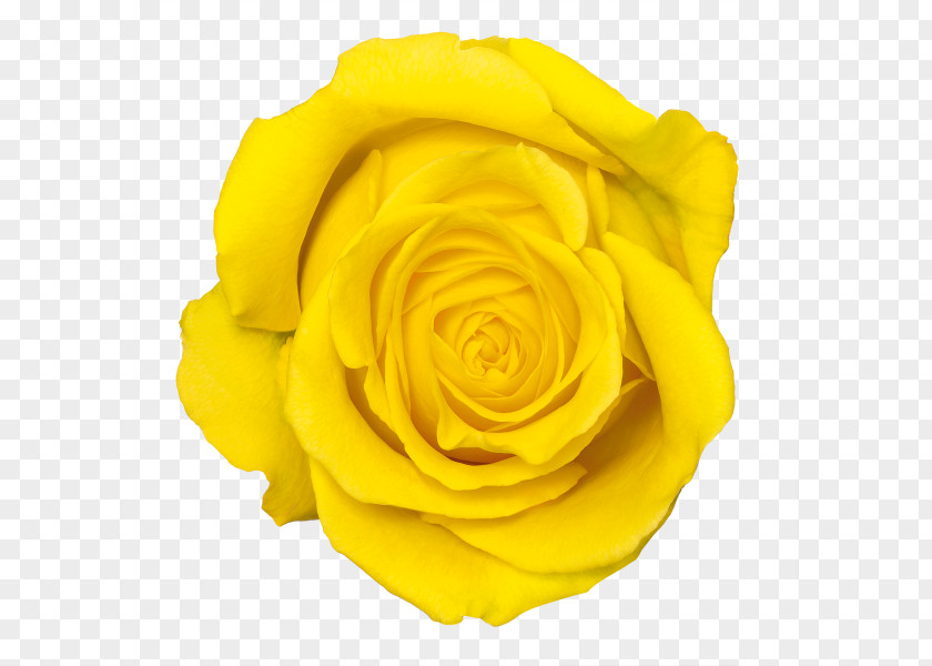 Yellow Rose Transparent Flower PNG