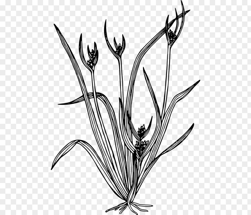 Bluebonnet Drawing Line Art Clip Carex Backii Image Hystericina PNG