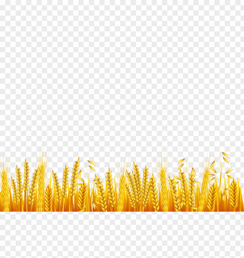 Cartoon Wheat Common Ear Drawing PNG