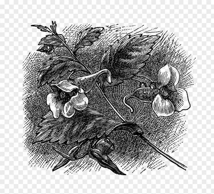 Flower Illustration History Of Jefferson County, Iowa: (1879) Monochrome Photography Black And White PNG