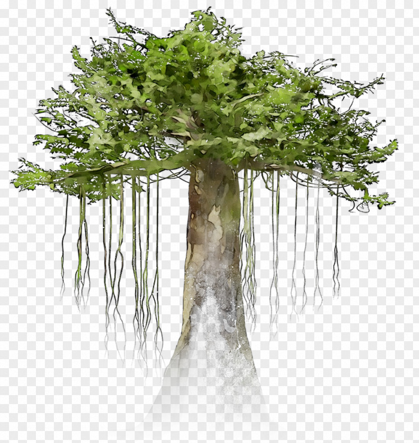 Flowerpot Houseplant Branching PNG