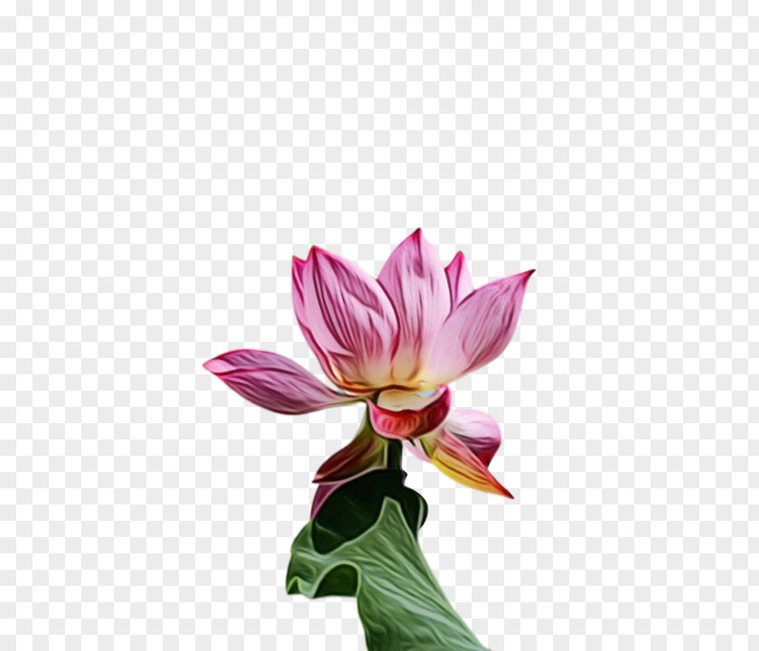 Plant Stem Aquatic Cut Flowers Sacred Lotus Nelumbonaceae PNG