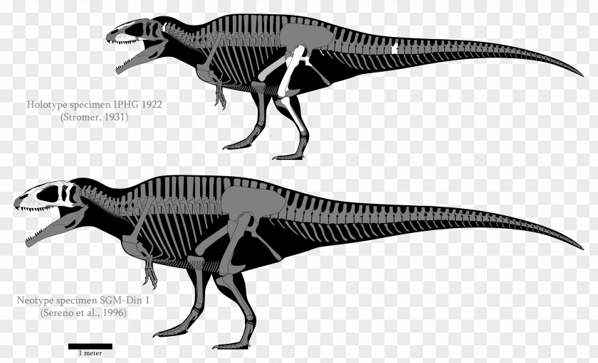 Skull Carcharodontosaurus Giganotosaurus Acrocanthosaurus Tyrannotitan Velociraptor PNG