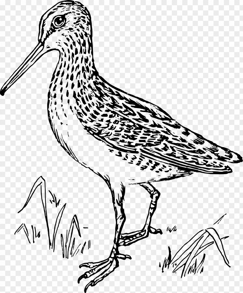 Wildlife Ruddy Turnstone Bird Line Drawing PNG