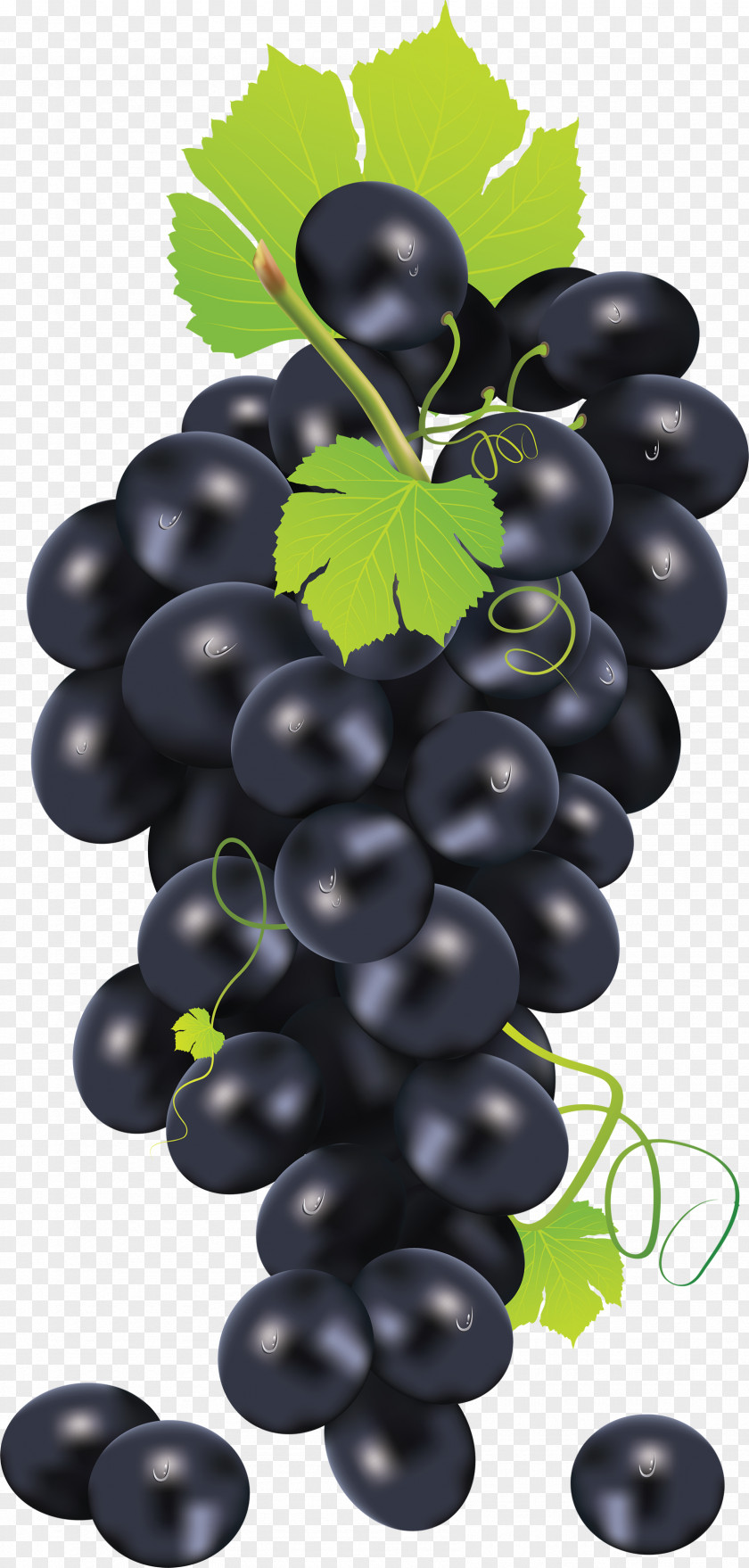 Black Grape Image Common Vine Juice Clip Art PNG