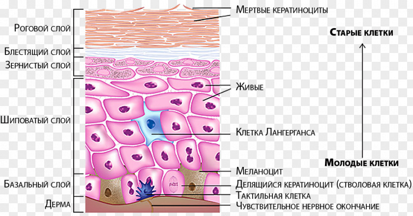 Human Skin Melanocyte Epidermis Nerve Integumentary System PNG