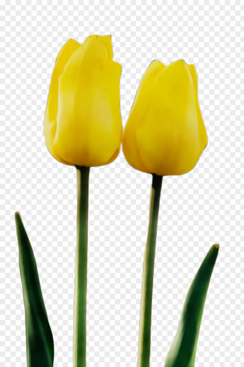 Lily Family Bud Yellow Flower Tulip Plant Stem PNG