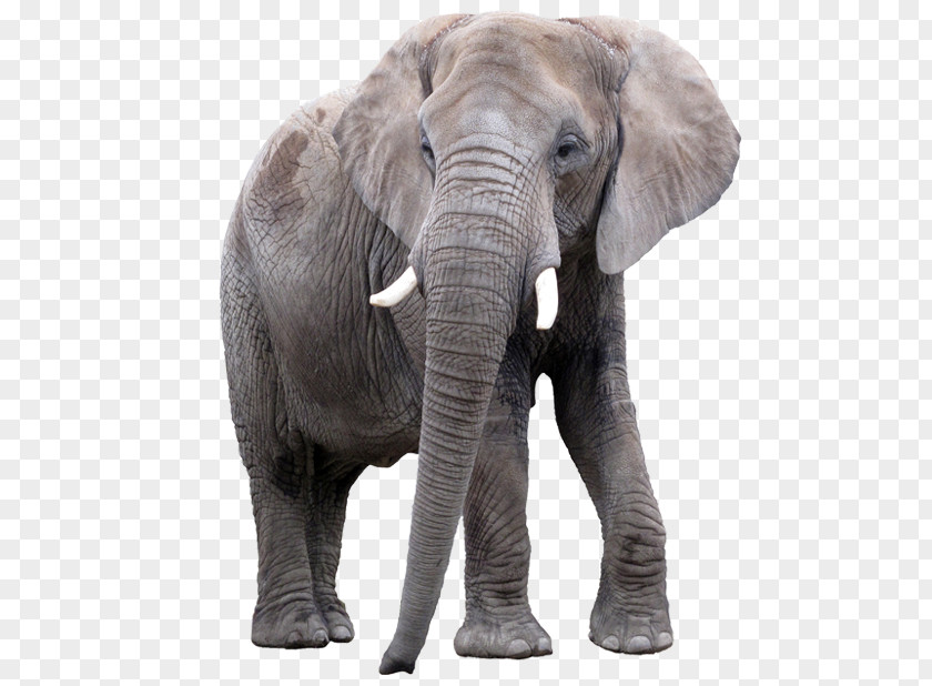 Lion African Elephant Elephantidae Indian PNG
