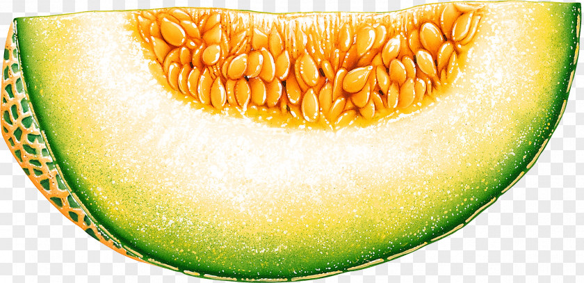 Melon Honeydew Cantaloupe Fruit Clip Art PNG