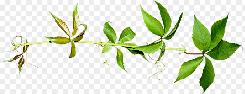 Plant Herbaceous Vine Leaf PNG