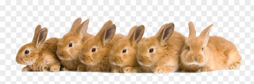 Rabbit Ears Desktop Wallpaper Domestic Animal Pet PNG