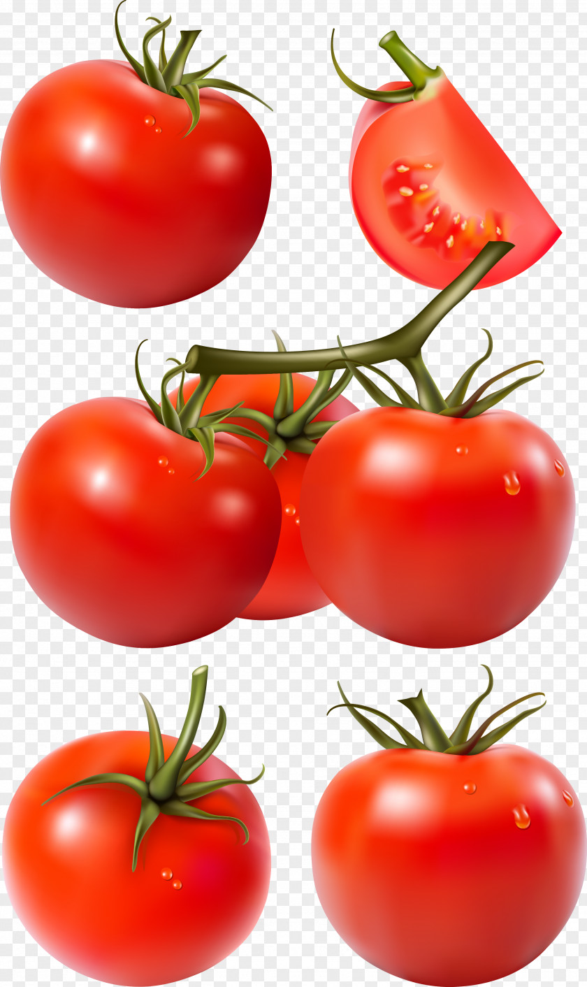 Tomato Tomatillo PNG