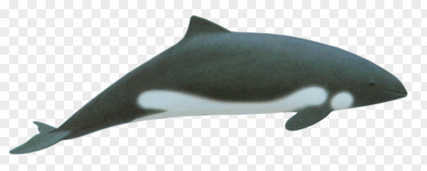 Dolphin Porpoise Tucuxi Heaviside's Cetacea PNG