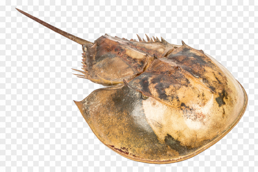 Gross Atlantic Horseshoe Crab Seashell Pentaster Obtusatus Atrina Vexillum PNG