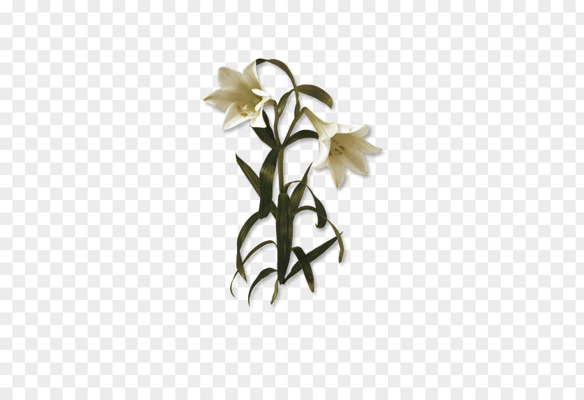 Lily Flower Lilium PNG