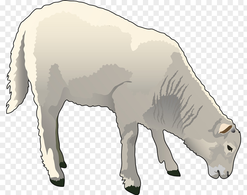 Mk Sheep–goat Hybrid Cattle Clip Art PNG
