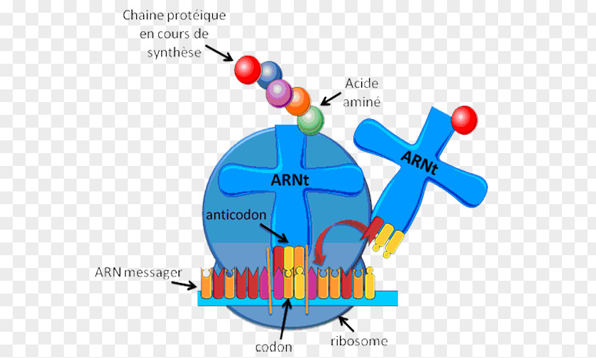 Chromosome Structure Transfer RNA Ribosome Messenger Ribosomal PNG