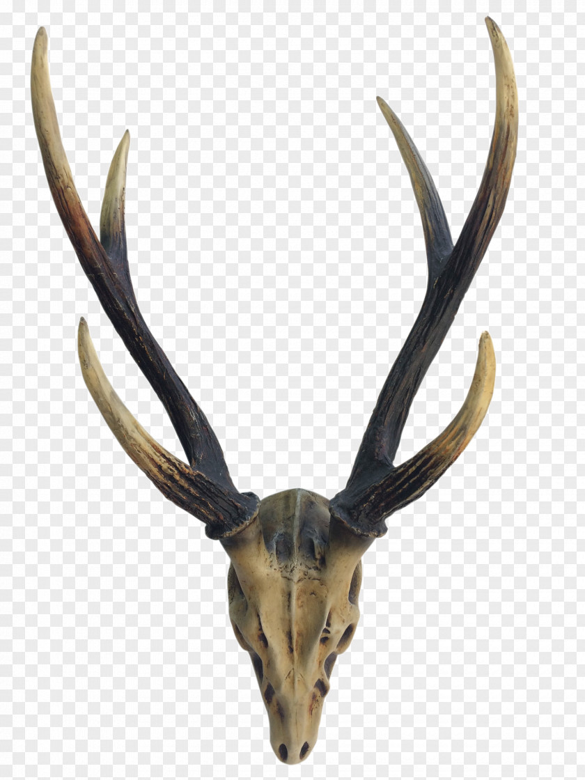 Deer Elk Horn Antler Image PNG