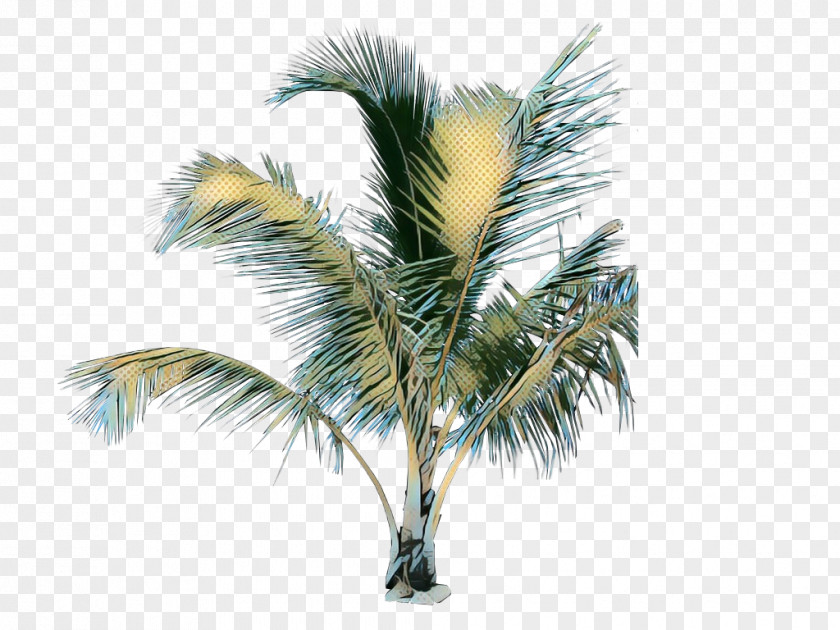 Desert Palm Attalea Speciosa Tree PNG