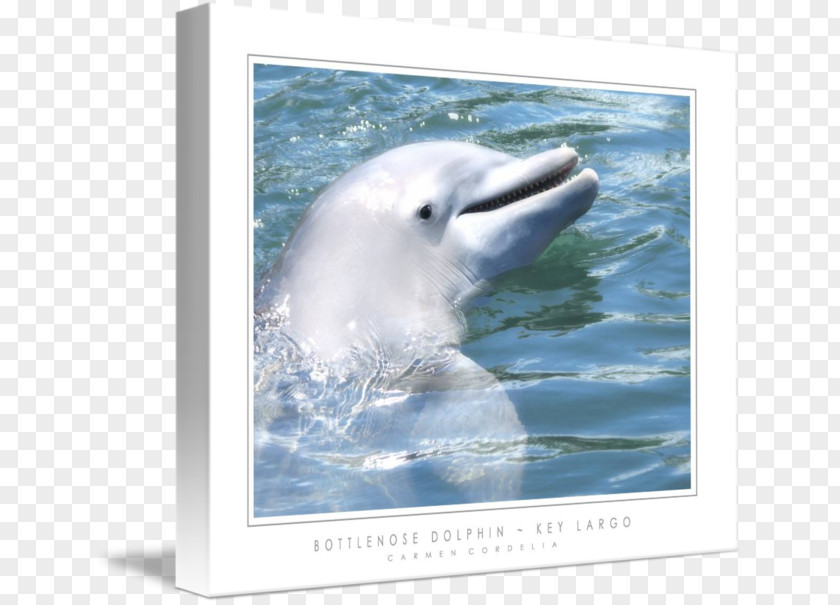 Dolphin Tucuxi Common Bottlenose Key Largo Wholphin West PNG