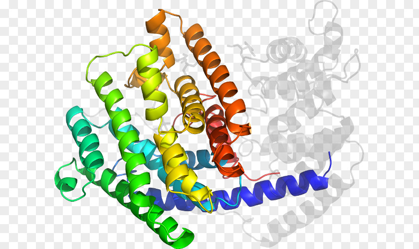 Mentha Spicata Peroxidase Enzyme Organism Clip Art PNG