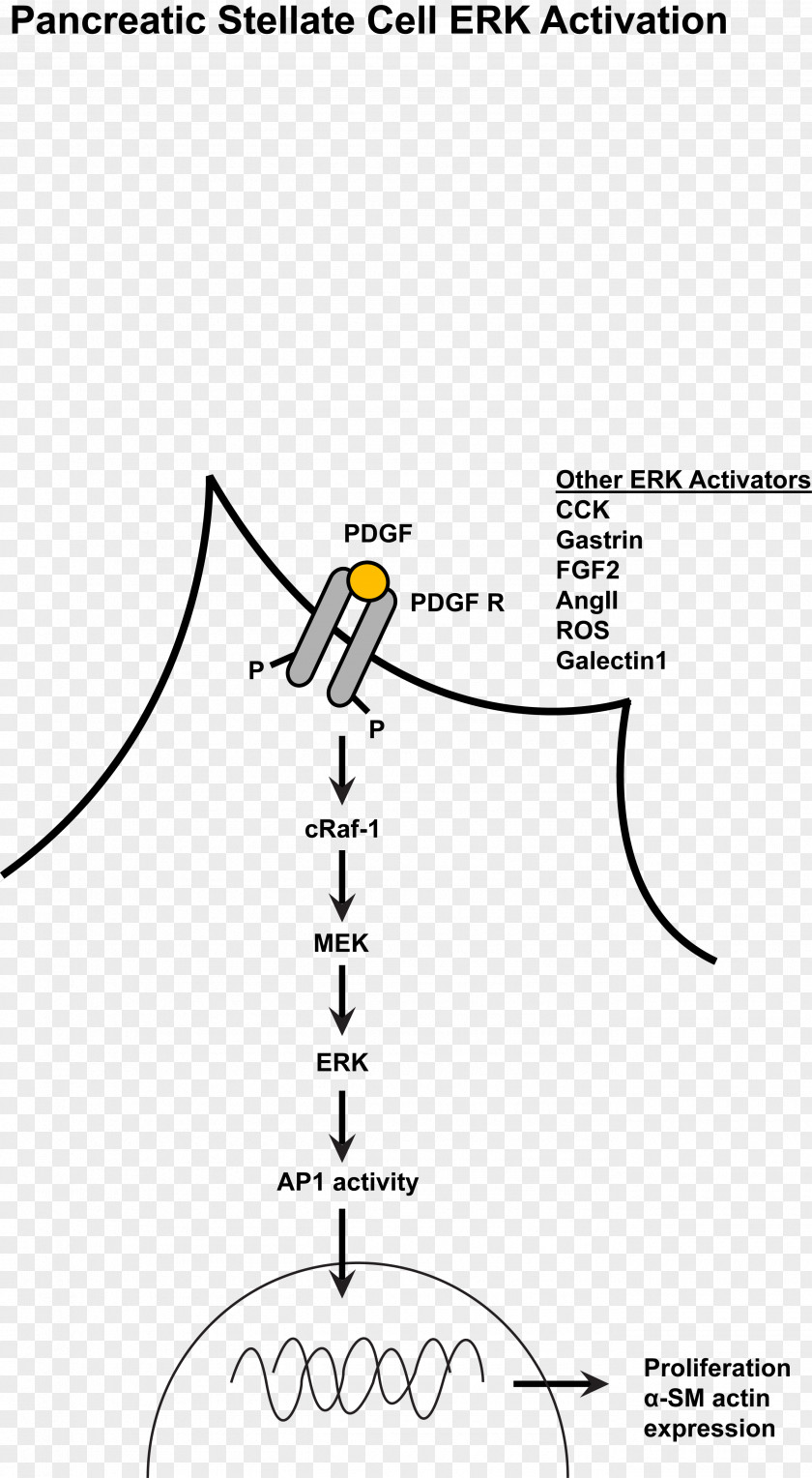 Activation MAPK/ERK Pathway Mitogen-activated Protein Kinase Extracellular Signal–regulated Kinases Cell Signaling Signal Transduction PNG