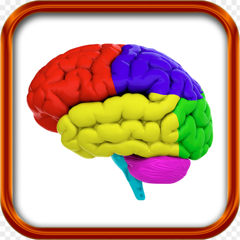 Brain Lobes Of The Stock Photography Human Color PNG