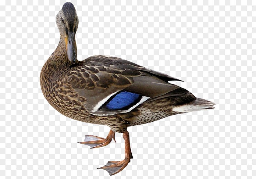 Duck Mallard Bird Cygnini PNG