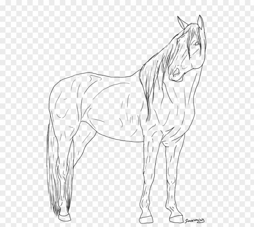 Standing Horse Mule Mustang Appaloosa Foal Sketch PNG