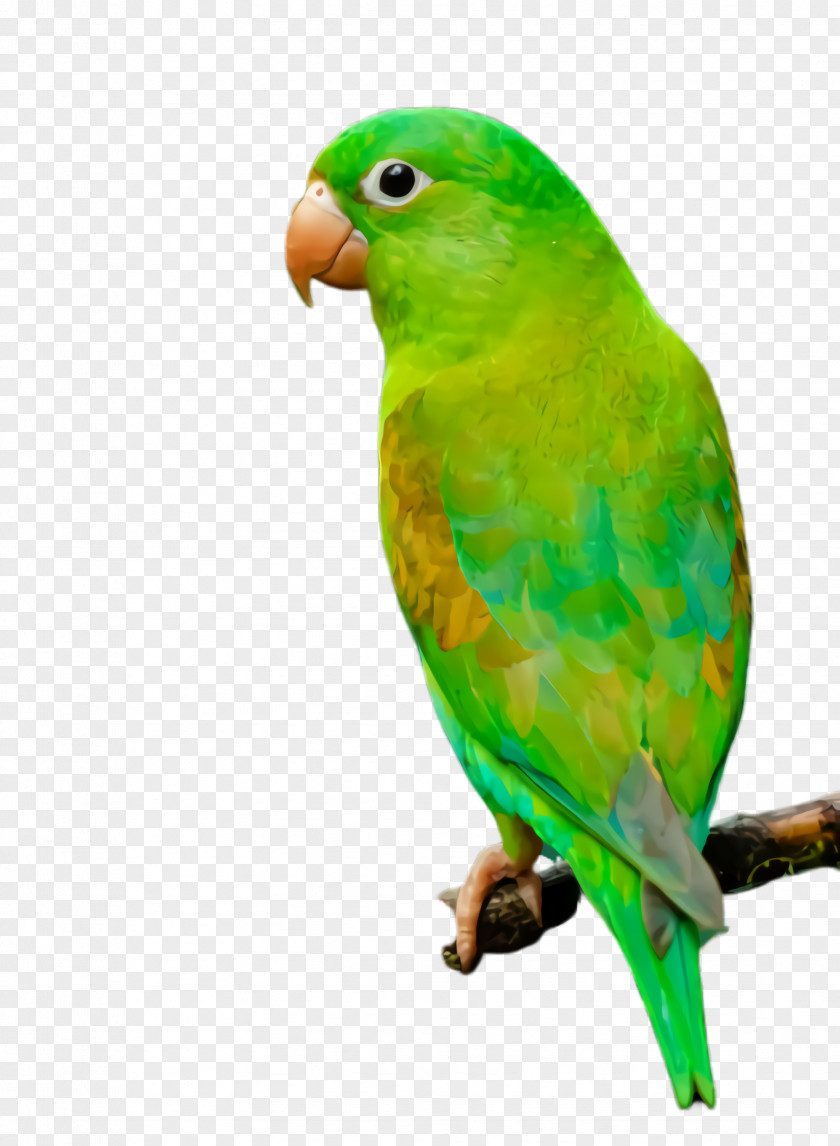 Wing Perico Colorful Background PNG