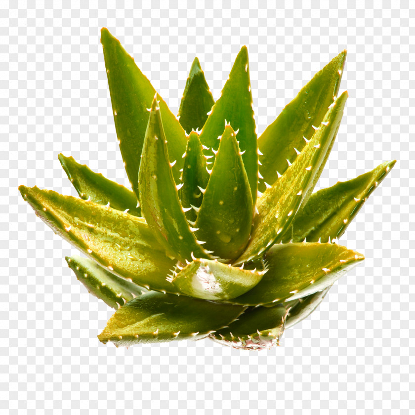 Yellow Green Simple Aloe Decorative Pattern Vera Polyphylla Aloin Gel Plant PNG